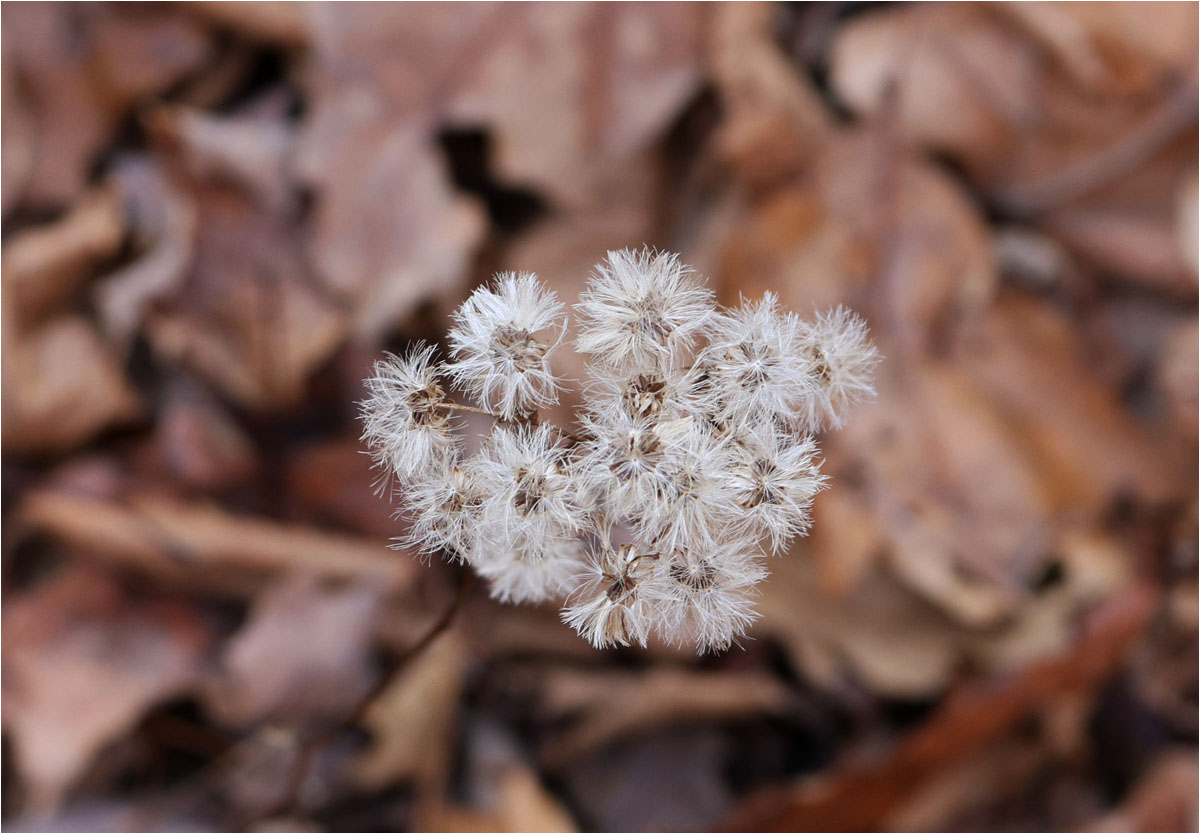 Beautiful Weed